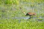 Ridgefield National Wildlife Refuge, Ridgefield, Washington, USA. Sandhill Crane walking in a marsh Art Print